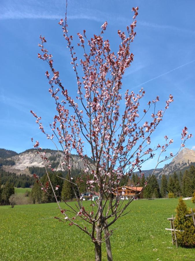 Am Schwand Apartamento Grän Exterior foto